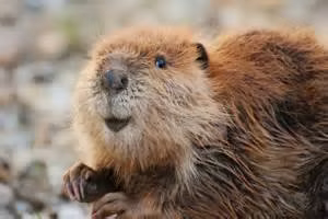 Beaver with Maple Leafs Canada 5 Cents